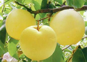 canned pear cake recipe