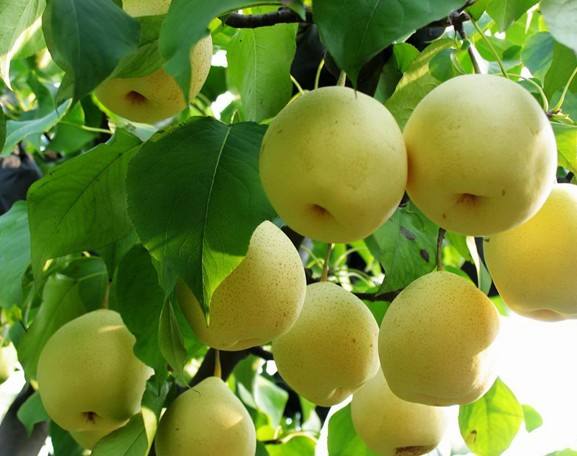 canned pear dessert.jpg