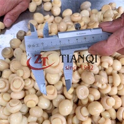 Manufacture Mushrooms In Drums