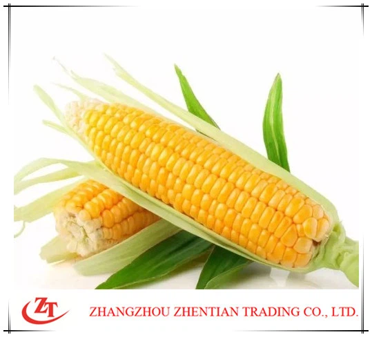 Canned Corn Kernels Calories