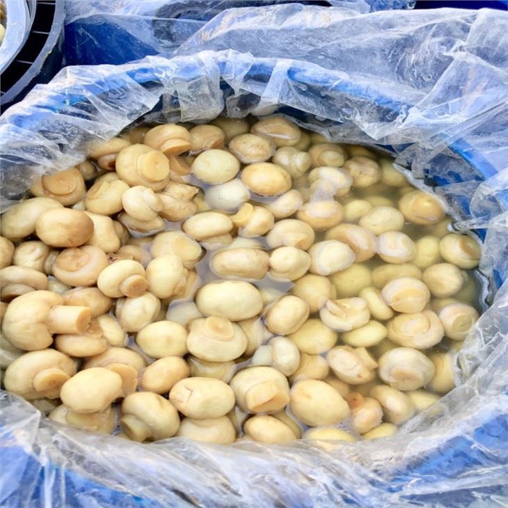 brine mushroom whole 2-2.5cm