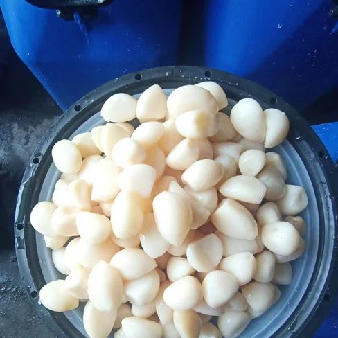 White garlic in brine White garlic in brine